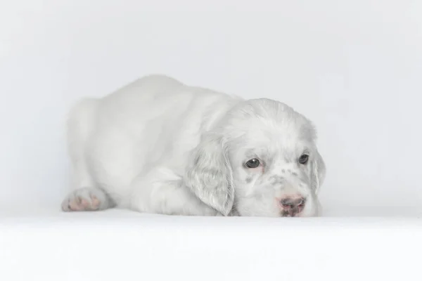 イングリッシュセッターの子犬。白い背景に. — ストック写真