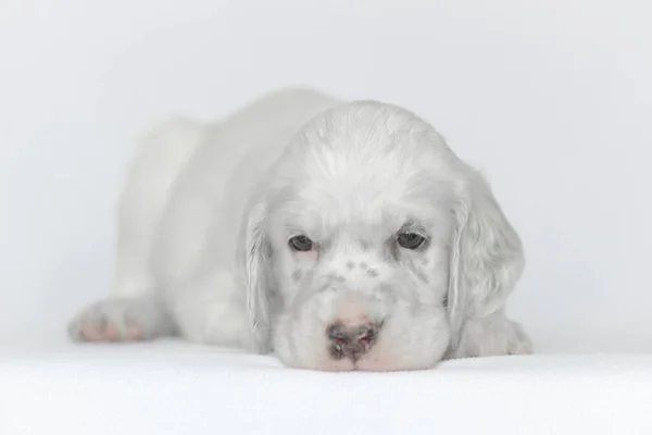 Filhote de cachorro da incubadora inglesa. Em um fundo branco . — Fotografia de Stock