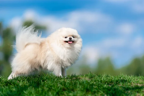 Bílý pes plemeno Spitz na zelené trávě na modrém mraku nebe. — Stock fotografie