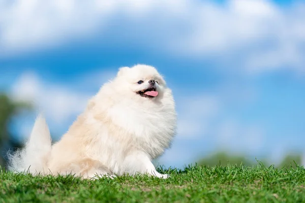 Perro blanco crianza Spitz en verde hierba en azul nube cielo . — Foto de Stock