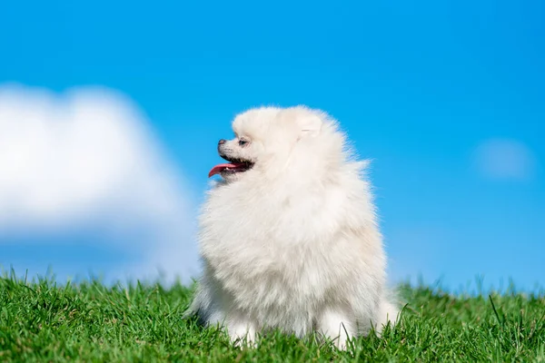 Perro blanco crianza Spitz en verde hierba en azul nube cielo . — Foto de Stock