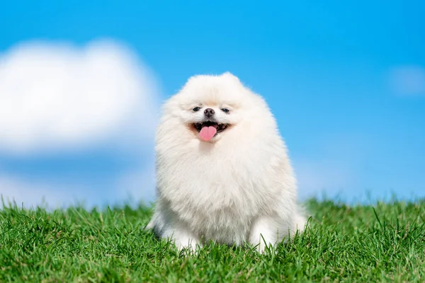 Biały pies rasy Spitz na zielonej trawie na błękitnym niebie chmury. — Zdjęcie stockowe