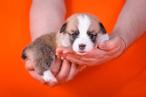 Yavru Corgi, 1 aylık erkek..