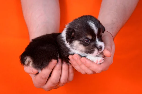 Szczeniak Corgi wiek 1 miesiąc na rękach mężczyzn. — Zdjęcie stockowe