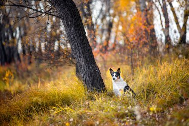 Melez köpek sonbahar parkında eşarpla yürüyor..