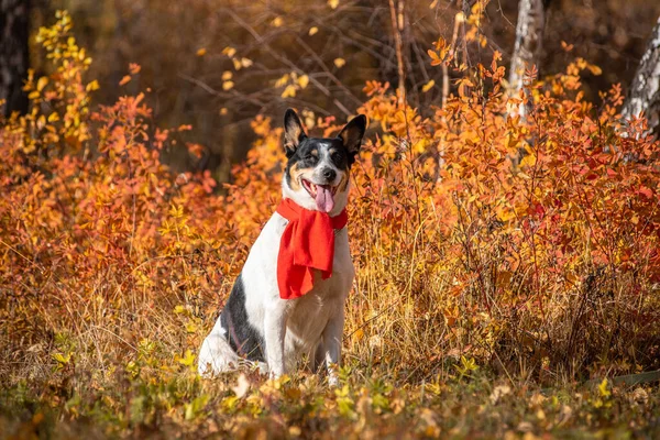 Mongrel dog walks in the autumn Park in a scarf. — Stock Photo, Image