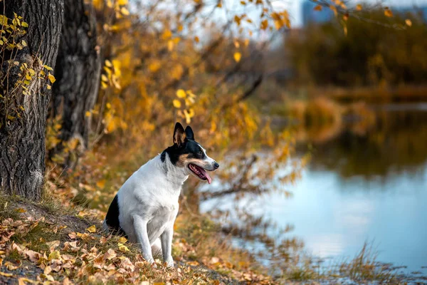 Mongrel chien promenades dans le parc d'automne dans un foulard . — Photo