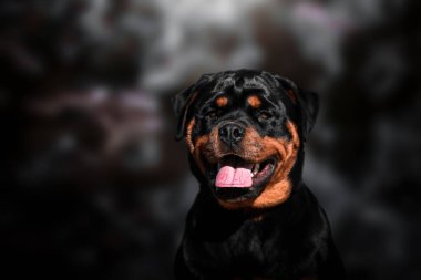 Parkta sonbaharda bir Rottweiler köpeğinin portresi.