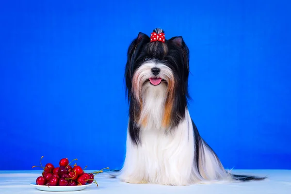 Castor de raza de perro. Fondo azul. Está sobre la mesa. Verano . —  Fotos de Stock