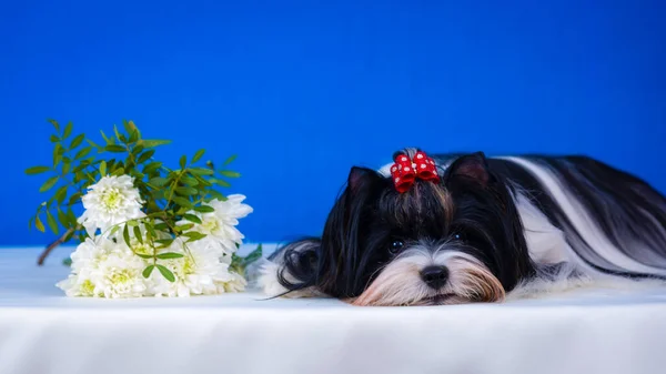 Castor de raza de perro. Fondo azul. Está sobre la mesa. Verano . —  Fotos de Stock