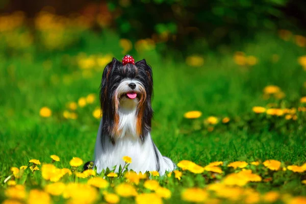 Dog breed beaver sits in the summer in a clearing of dandelions. — Stock Photo, Image