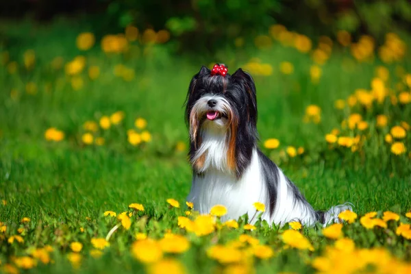 Dog breed beaver sits in the summer in a clearing of dandelions. — Stock Photo, Image