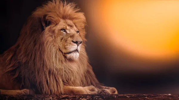 De machtige leeuw ligt bij zonsondergang. Afrikaanse leeuw. — Stockfoto