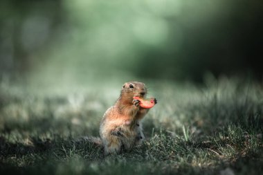 Sincap yeşil çimlerin üzerinde duruyor. Havuç yemek.