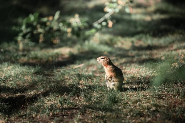 La ardilla está de pie en la hierba verde. Comer zanahorias — Foto de Stock