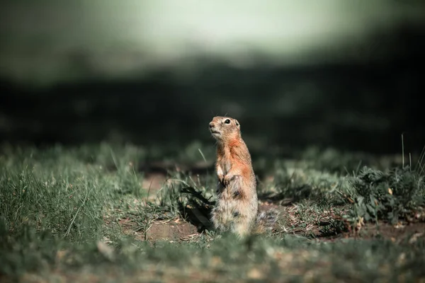 O gopher está de pé na grama verde. Comer cenouras — Fotografia de Stock