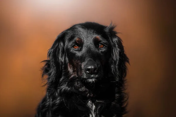Retrato Bonito Cão Simples Natureza — Fotografia de Stock
