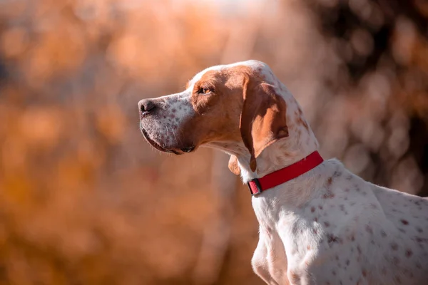 Retrato Bonito Cão Simples Natureza — Fotografia de Stock