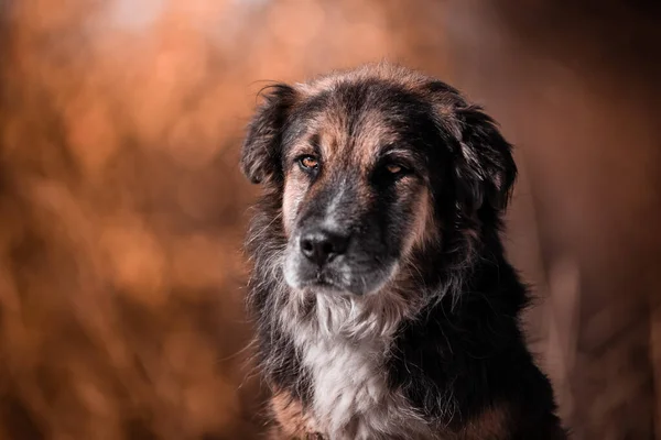 Hermoso Retrato Perro Sencillo Naturaleza —  Fotos de Stock