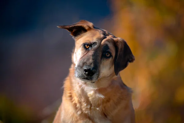 Hermoso Retrato Perro Sencillo Naturaleza —  Fotos de Stock