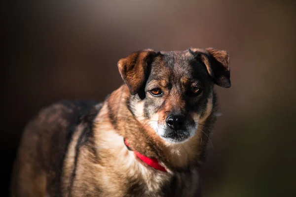 Hermoso Retrato Perro Sencillo Naturaleza —  Fotos de Stock