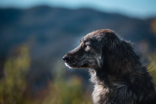 Retrato Bonito Cão Simples Natureza — Fotografia de Stock