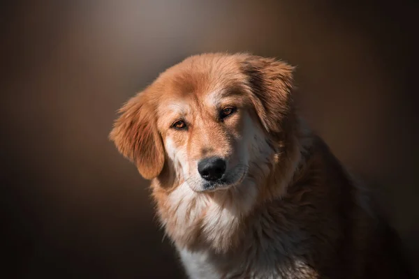 Hermoso Retrato Perro Sencillo Naturaleza —  Fotos de Stock