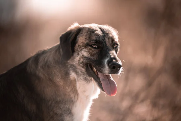 Hermoso Retrato Perro Sencillo Naturaleza —  Fotos de Stock