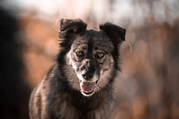 Красивый Портрет Простой Собаки Природе — стоковое фото