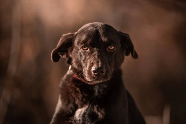 Hermoso Retrato Perro Sencillo Naturaleza —  Fotos de Stock