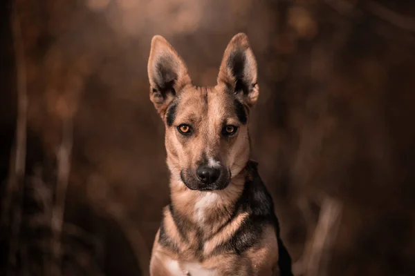 Hermoso Retrato Perro Sencillo Naturaleza —  Fotos de Stock