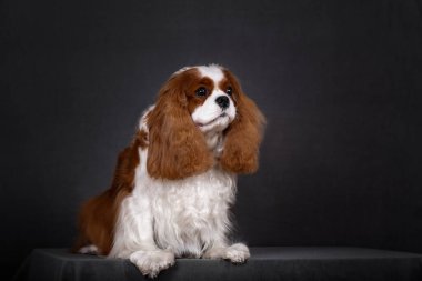 Kırmızı renkli şövalye Spaniel köpeğinin portresi.