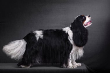Süvari Kralı Charles Spaniel Siyah üzerinde köpek portresi