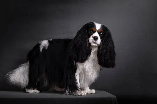 El rey caalier muestra el retrato del perro espaniel en negro. —  Fotos de Stock