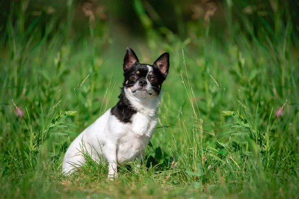 Un petit chien chihuahua. Été, soleil, prairie. — Photo