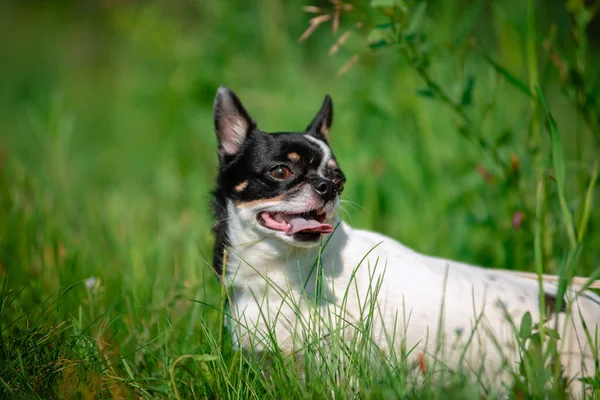 Un pequeño perro chihuahua. Verano, sol, prado . —  Fotos de Stock