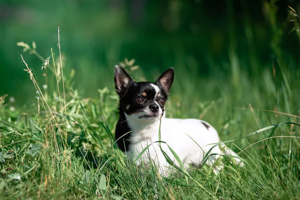 Malý čivavský pes. Léto, slunce, louka. — Stock fotografie