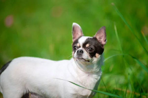 Küçük bir Chihuahua köpeği. Yaz, güneş, çayır. — Stok fotoğraf