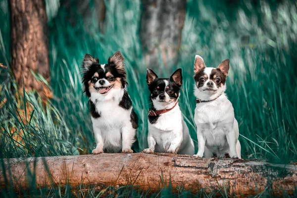 Tre små hundar står på en stock i skogen. Sommar. — Stockfoto