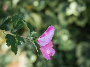 Arka planda çiçek açan gelincik çiçekleri.