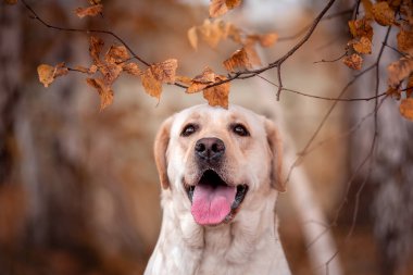 Bir Labrador köpeği sonbahar ormanında koşar. Labrador Retriever köpeği yaprakların arasına düştü.
