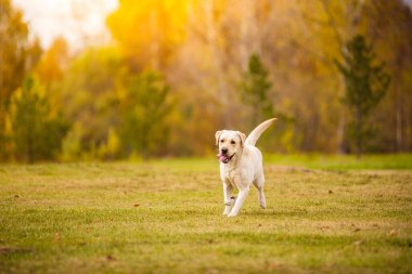 Bir Labrador köpeği sonbahar ormanında koşar. Labrador Retriever köpeği yaprakların arasına düştü.