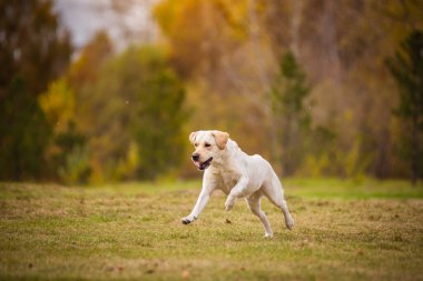 Bir Labrador köpeği sonbahar ormanında koşar. Labrador Retriever köpeği yaprakların arasına düştü.
