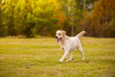 Bir Labrador köpeği sonbahar ormanında koşar. Labrador Retriever köpeği yaprakların arasına düştü.