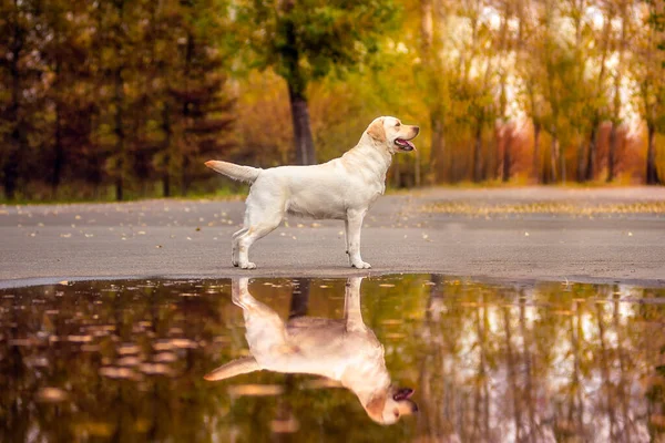 Собака-лабрадор бежит в осеннем лесу. Лабрадор ретривер собака осенью между листьями. — стоковое фото