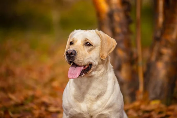 En Labrador-hund springer i höstskogen. Labrador Retriever hund på hösten mellan bladen. — Stockfoto