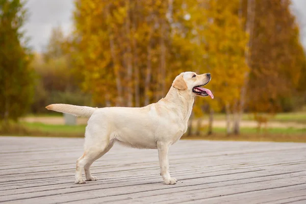 Bir Labrador köpeği sonbahar ormanında koşar. Labrador Retriever köpeği yaprakların arasına düştü.