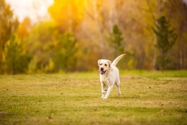 En Labrador-hund springer i höstskogen. Labrador Retriever hund på hösten mellan bladen. — Stockfoto
