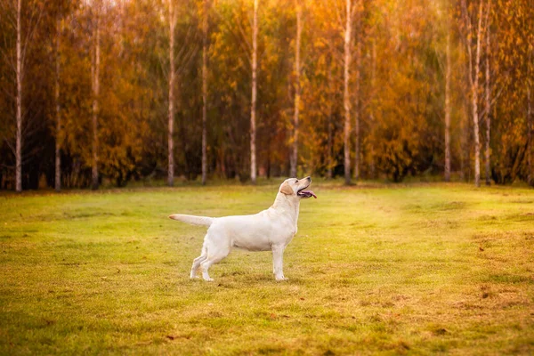 Un perro labrador corre en el bosque de otoño. Perro Labrador Retriever en el otoño entre hojas. —  Fotos de Stock