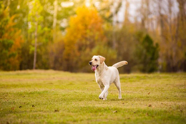 Um cão Labrador corre na floresta de outono. Labrador Retriever cão no outono entre folhas. — Fotografia de Stock